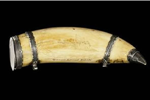 Darwin Beagle Voyage Scrimshaw Whale Tooth